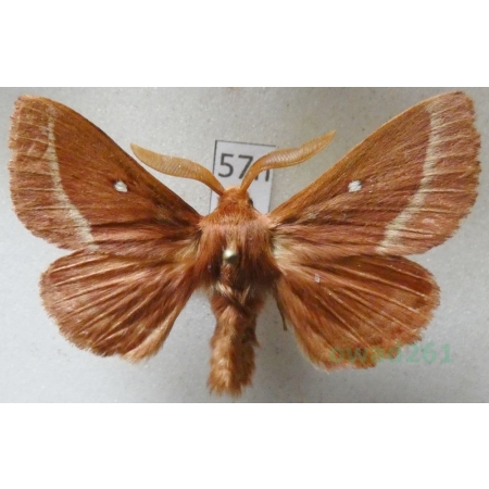 Lasiocampa trifolii (Denis & Schiffermüller, 1775) male Barczatka koniczynówka Poland57n